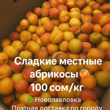 орхидеи в горшке купить с доставкой: Өрүктөр Чекене
