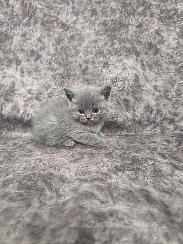 Кошки: Шотландская вислоухая — 7