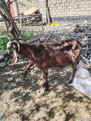 mal qara satisi: Südlük keçi – qəhvəyi rəng, alnı və burnunda ağ ləkəli. Uzun sallaq — 2