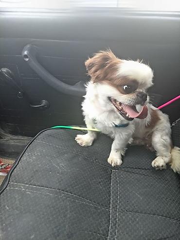 bitbul iti: Pekines, 1 il, Erkək, Ünvandan götürmə — 2
