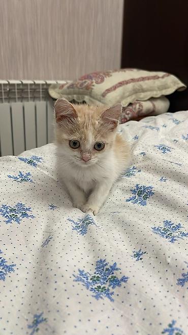 пристраивается: Кошка даром: Беспородная, 3 месяца, Девочка — 3