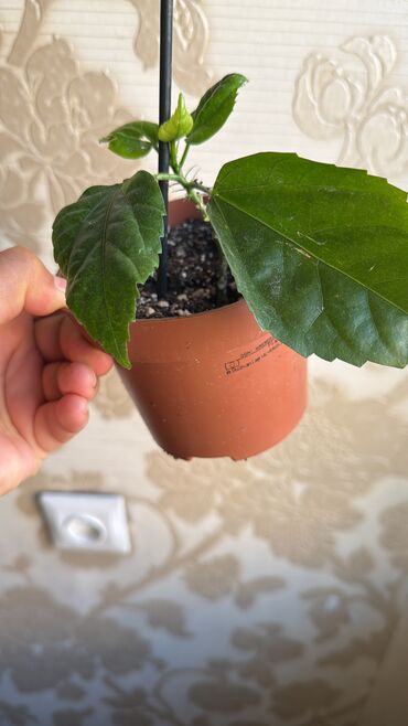 где купить саженцы роз: Детки продаются не дорого ЦУМ