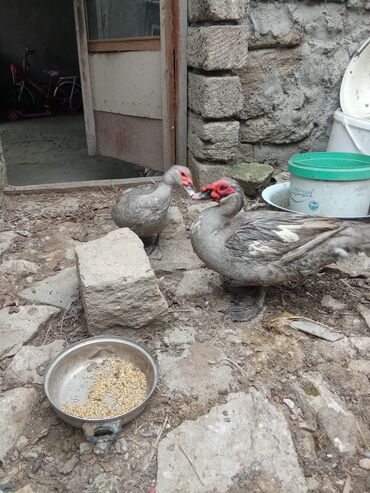 Digər quşlar: Lavanda cinsden ordekleri satilir. 8-9ayliqdilar . Yumurta verirler