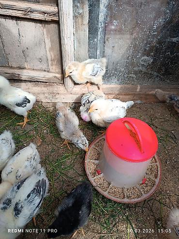 Cücələr: Toyuq cücələri, Ətlik, Ünvandan götürmə — 11