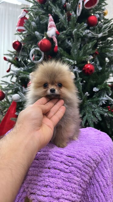 İtlər: Mikro pomerandi temiz parodadi xaiş ancaq anlayişi olanlar miraciet — 1