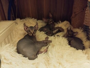 Pişiklər: Sfinks, Erkək, Dişi — 16