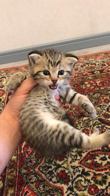 Pişiklər: Balaca pişik balaları - Cins: boz və tünd zolaqlı (tabby naxışlı) — 2