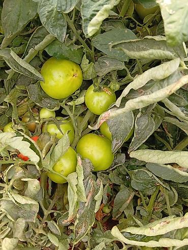 курица продаю: Помидоры Оптом — 2