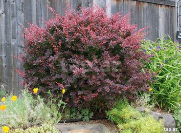 Şitillər: Dekartiv və meyvə ağacları istenilen sayda ve istenilen növde var — 11