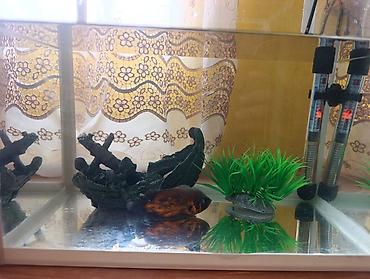 Akvariumlar: Akvarium və balıq dəsti satılır. Dəst tərkibi: - Şüşə akvarium — 10