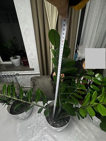 Үй жана бакча: 🌿 Роскошный крупный замиокулькас в стильном белом кашпо - настоящее — 3