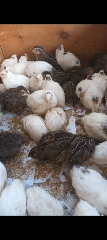 птица щегол: Продаю перепёлка 15 дней по 100 сомов