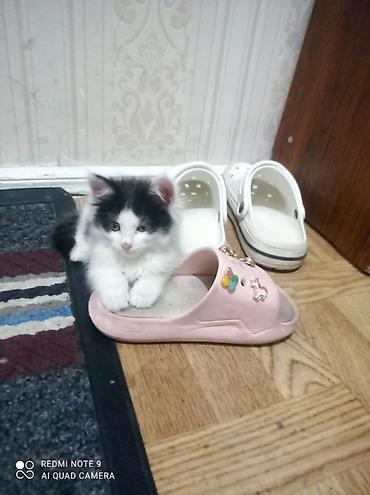 Мышыктар: Котёнок пушистик, чёрно-белый окрас (белая мордочка и грудка, тёмная — 2