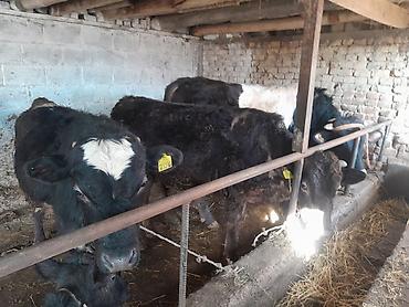 Коровы, быки: Продаю | Бык (самец) | На откорм | Привязанные — 1