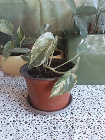 Ostale kućne biljke: Aloja u saksiji prečnika 19cm - 500 din Aloja u saksiji prečnika 15cm — 6