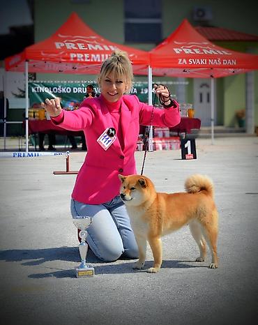 Psi: Odgajivačnica 'Kami's little fellows' predstavlja vrhunsko leglo Shiba — 11