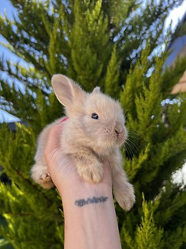 mal qara: Çox gözəl və nadir rəngə sahib Holland Lop balası satılır. 🐰 1 aylıq — 6