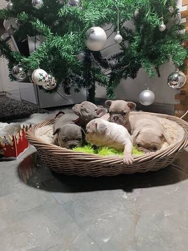 Psi: Francuski buldog štenci egzotičnih boja veseli umiljati, stručno — 1