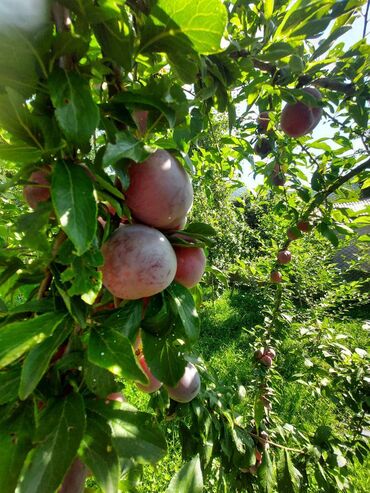 binə əmlak mərkəzi: 6 sot, Tikinti, Mülkiyyətçi, Kupça (Çıxarış)