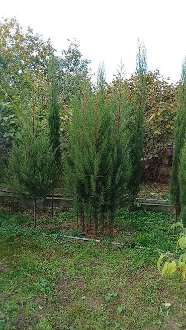 zeytun ağacı qiyməti: Thuja/ardıc tipli həmişəyaşıl dekorativ iynəyarpaqlı ağaclar - — 2