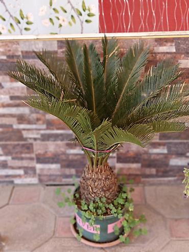 Саговник (Cycas revoluta) в горшке. - Декоративное вечнозелёное at lalafo.kg Саговник (Cycas revoluta) в горшке. - Декоративное вечнозелёное