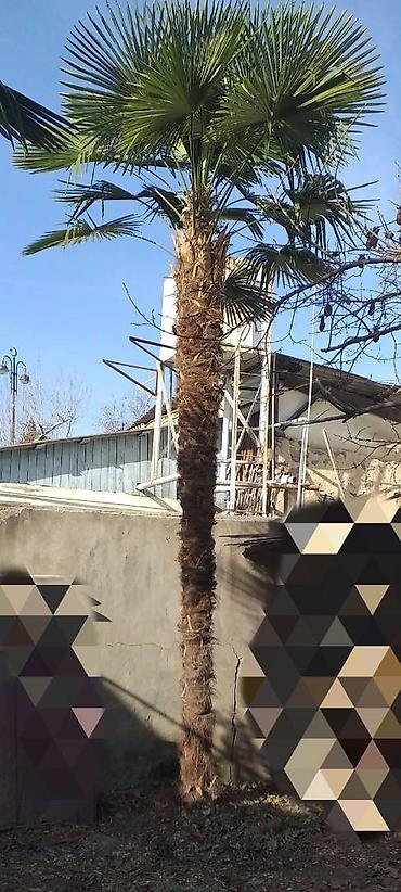 zoğal ağacı: Hər kəsə Allahın Salamı olsun. Dözümlü, çoxillik və həmişəyaşıl palma — 4