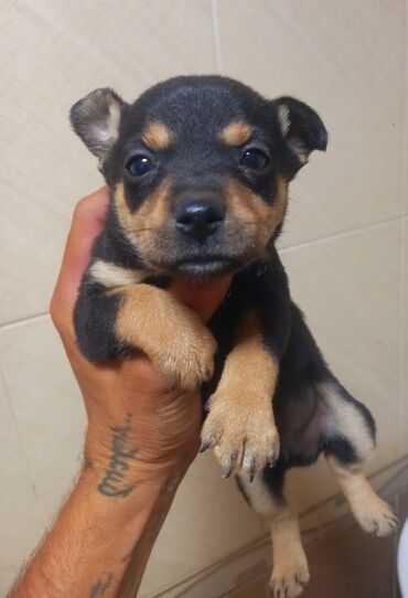 zvanok: Çixuahua, 2 ay, Erkek