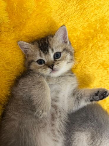 Pişiklər: Şotland yastı qulaq — 8