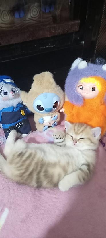 Pişiklər: Britan, Yaxşı əllərə — 23