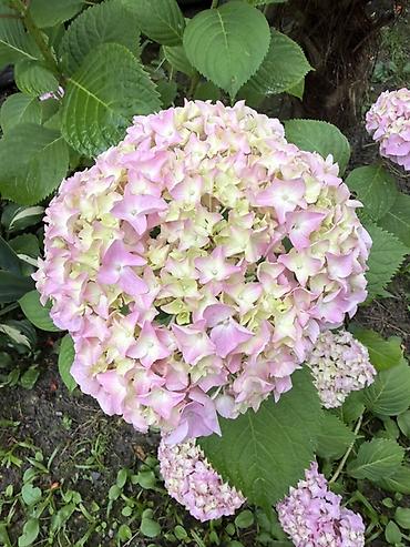 доллар гул: Zəif çəhrayı-açıq krem rəng keçidli ortanca (Hydrangea macrophylla) — 1