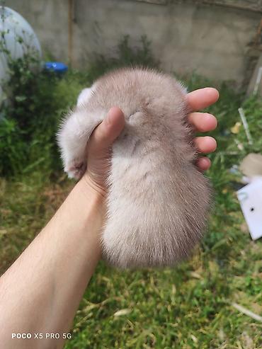 Кошки: Шотландская вислоухая — 1