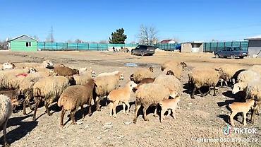 qoyun mal: Dişi, il: 1, Damazlıq, Pulsuz çatdırılma — 7