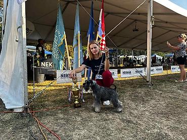 Psi: Patuljasti Snaucer Biber so boja 5 zenki 1 muzjak Stenad su iz — 8