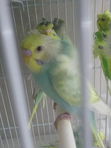 Tutuquşları: Yaponiclər cütü 50-60-70 azn
Bala verəndə var kəvən quşlarda — 8