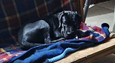 mali cupavi psi: Cane Corso mlad pas Mlad pas rase Kane Korso crne boje, starosti 6 — 2