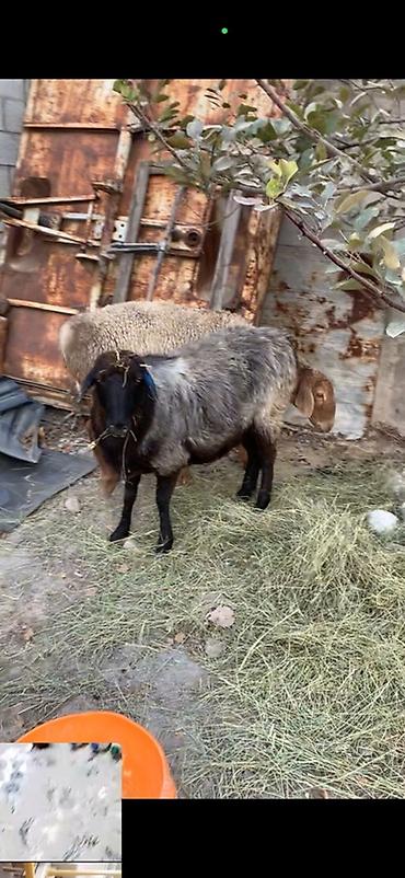 куплю бараны: Продаю | Овца (самка) — 1