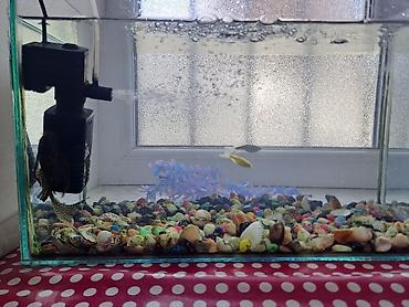 akvarium lampa: Akvaryum dəsti - Şüşə akvaryum (təxminən kiçik/orta həcm), düz — 1