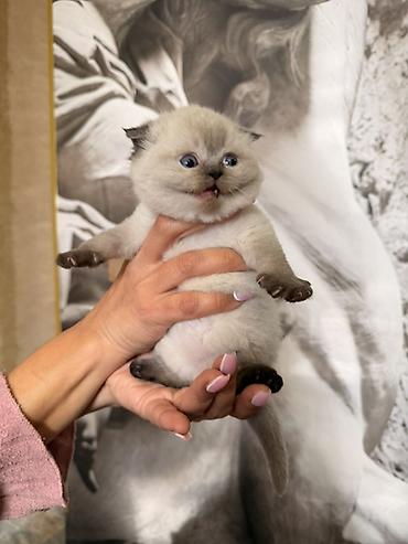 Pişiklər: Britan — 13