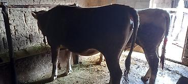 Коровы, быки: Продаю | Бык (самец) | На забой | Привязанные — 8