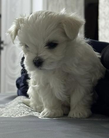 İtlər: Malta bolonka — 4