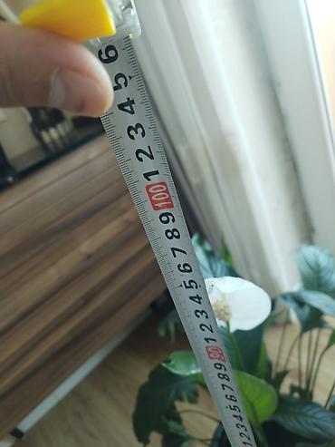 gullər: Hər bir ev şəraitində, tam sağlam və xüsusi qulluqla böyüdülmüş — 7