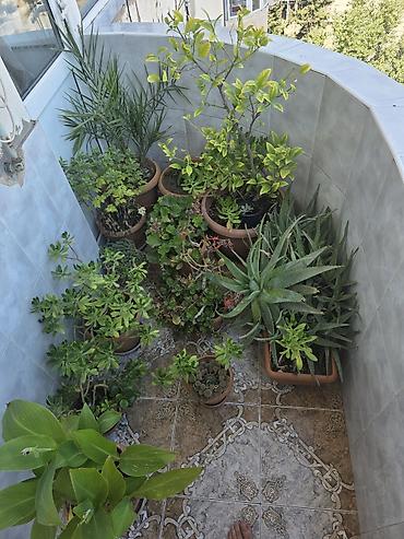asbaz formasi: Balkon üçün dekorativ dibçək bitkiləri kolleksiyası - Aloe vera — 2