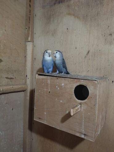 Tutuquşları: Nerazluçnik.Hazır cütlər.bala.və cütə hazır mayalar.Hamsı sağlam və — 1