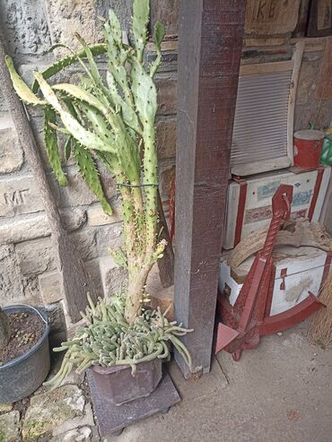 Baštenska dekoracija: Kaktusiviše vrsta i veličina, preuzimanje lično i dogovor — 10