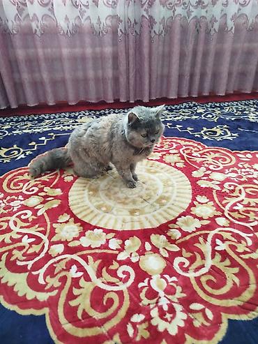 Ковры и паласы: Ковер Полиэстер — 3