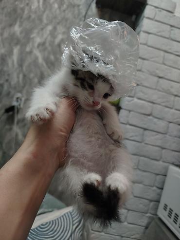 Отдам даром кошку: Кошка даром: Беспородная, Мальчик — 5