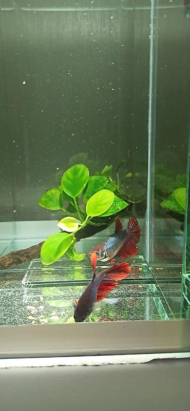 Balıqlar: Betta (Petuşok balığı), Yırtıcı — 11