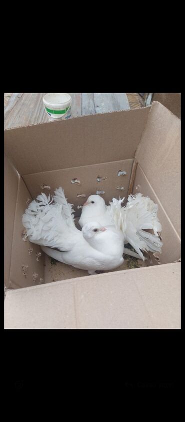 Alfa Romeo: Salam.1 çüt pavlindi heçbi xəsdəlikləri yoxdur 1 çüt dovşanla 🐰 barter