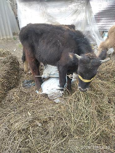 Коровы, быки: Продаю | Бык (самец) — 10
