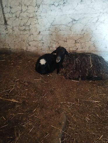 Баран, овца: Продаю | Овца (самка) | Полукровка | Для разведения | Матка — 15